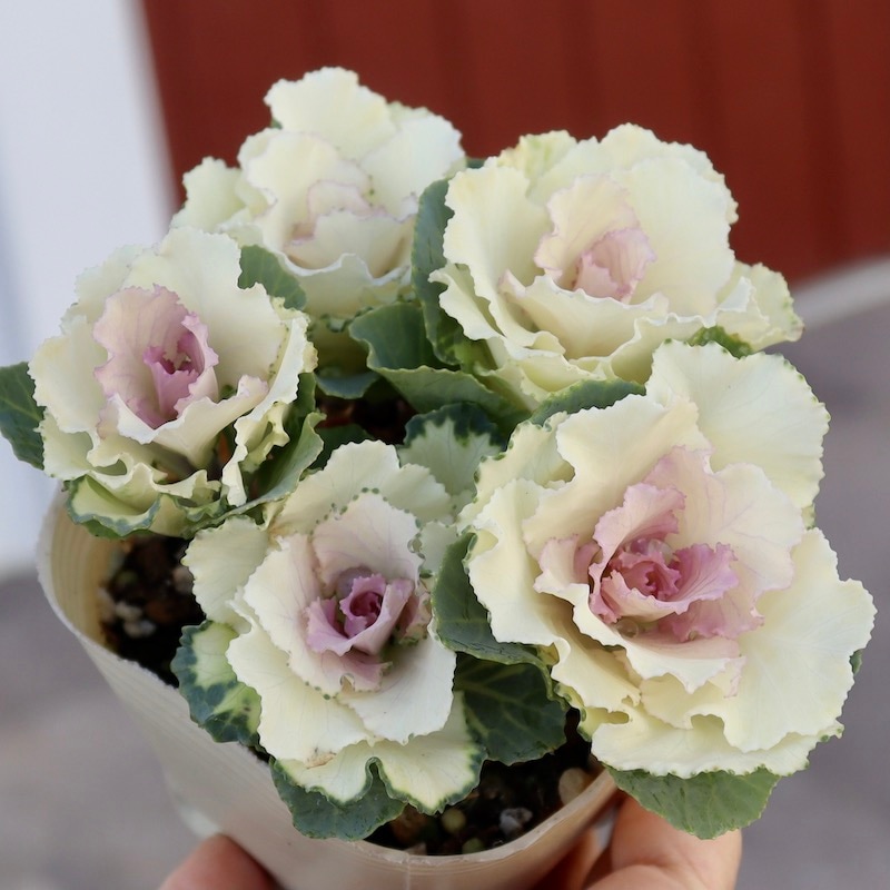 高見園芸さんの葉牡丹(ハボタン)セッションシリーズ「ベイビーチュール」