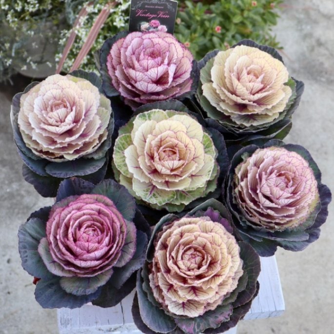 K-plantsさんの葉牡丹(ハボタン)「ヴィンテージベイン」丸葉タイプ