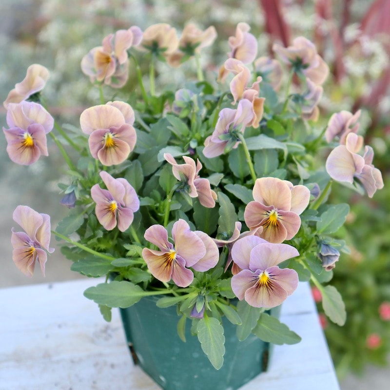 現品1点限り!! 特大の超良株☆桂楓園さんのビオラ「万葉菫