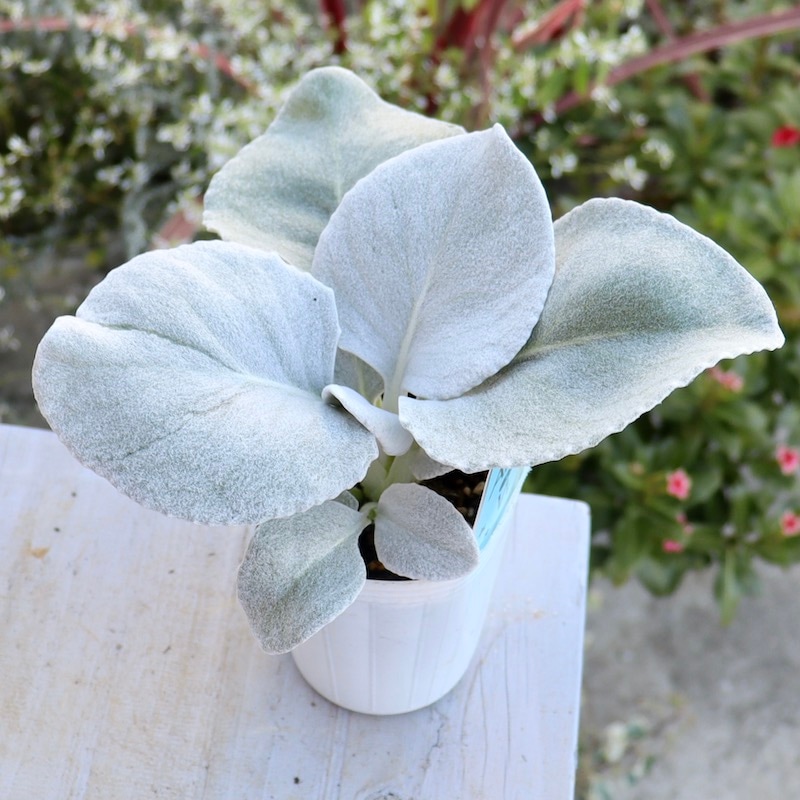 ふわふわ♪セネシオ「エンジェルウイングス」