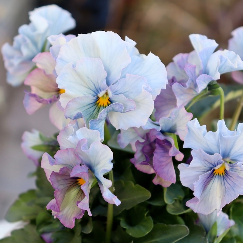 画像の現品1点限り!! 超良株☆桂楓園さんのパンジー「フェデネージュ