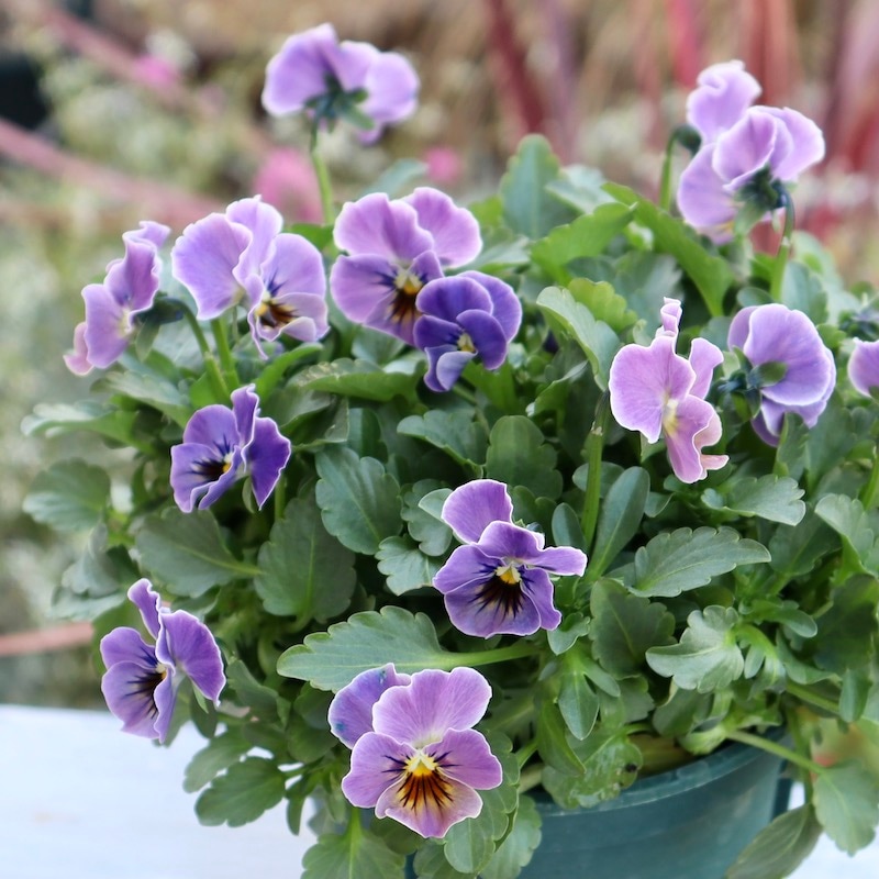 桂楓園 ビオラマジックアワー 希少3苗セット ブルー ビオラレディ