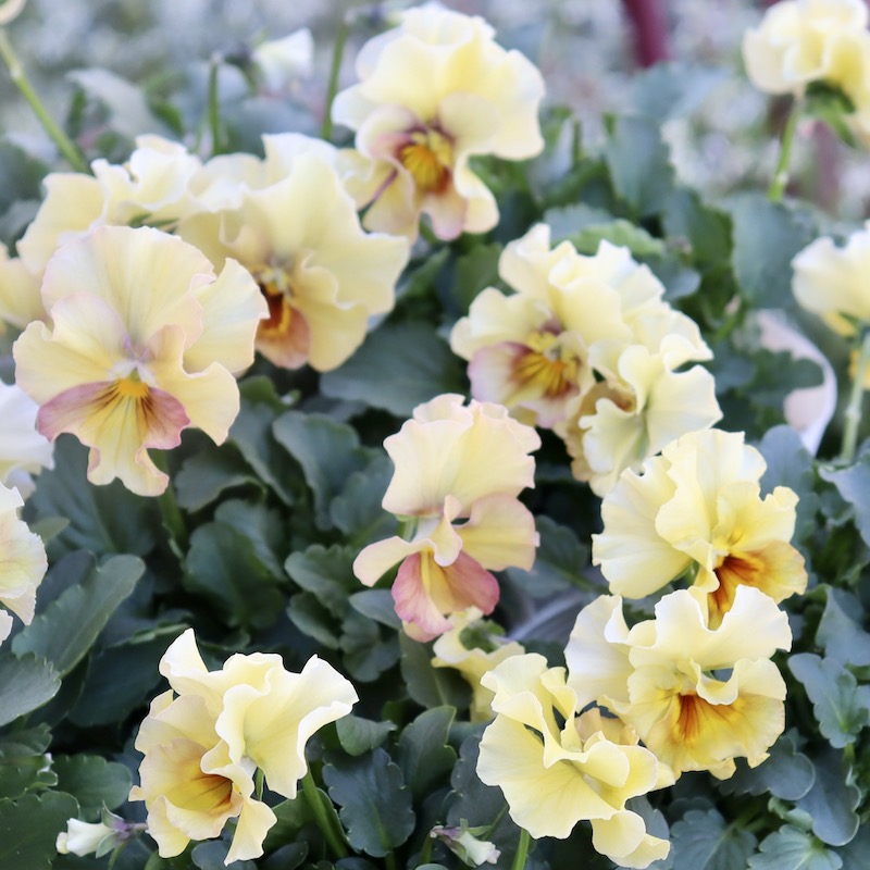 MIYABIさま　ＦＲ28♥花日和さん　フリルパンジー　ペルクレア 画像で花色を選べる!!花日和さんのフリル咲き小輪パンジー「ペルクレア