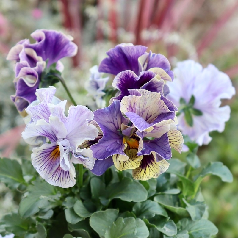 アンティークフリルパンジー・フルール アンティークフリルパンジーフルール2個セット : a.k.g - 通販