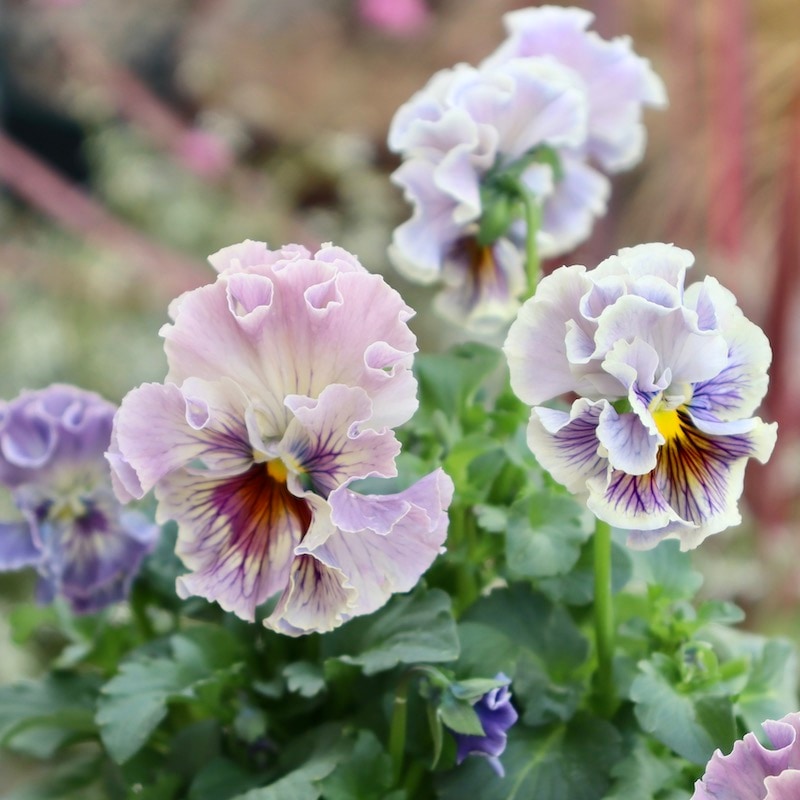 RYU【現品】R-gardenオリジナルフリルパンジーフルール①③④⑤⑥⑪ 画像の現品1点限り☆Rガーデンさんのアンティークフリルパンジー