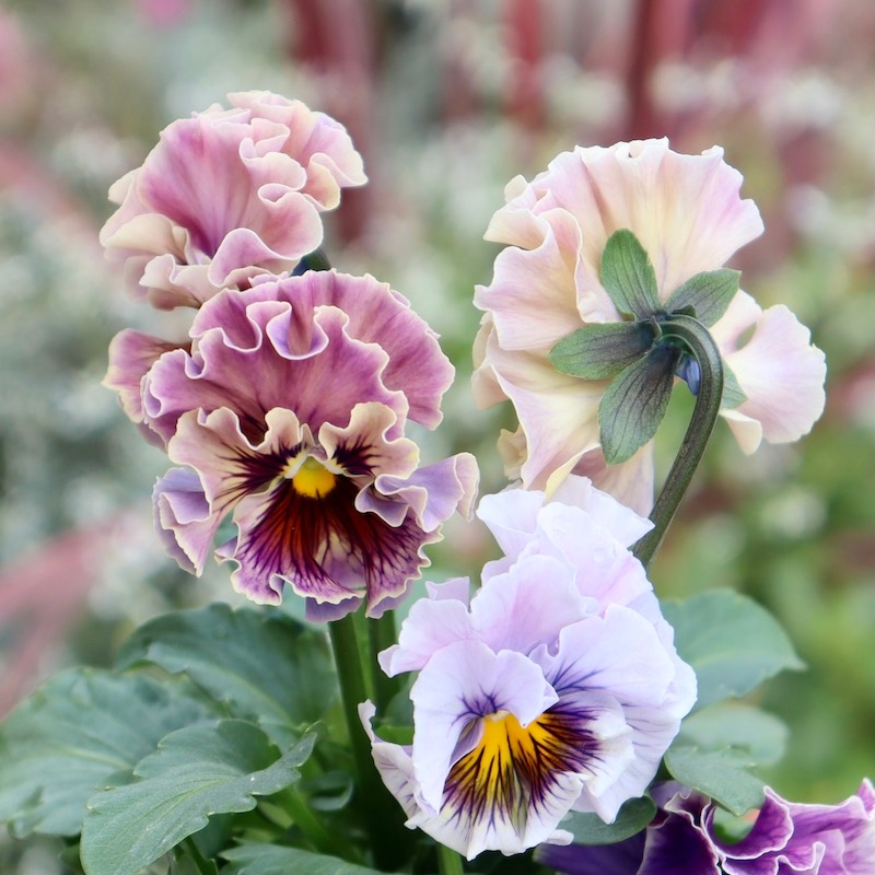 画像の現品1点限り☆Rガーデンさんのアンティークフリルパンジー