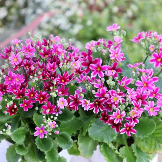 画像で花色を選べる!!松野さんの変わり咲き桜草☆23-03番(3.5号ポット)