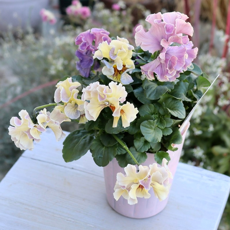 画像の現品1点限り☆Rガーデンさんのアンティークフリルパンジー