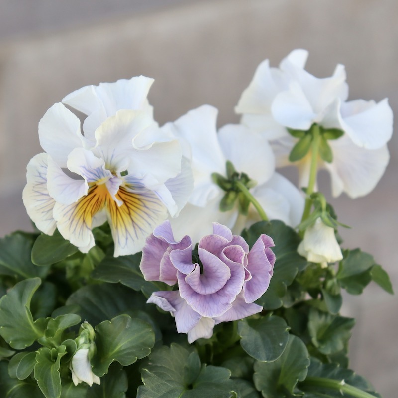 画像の現品1点限り☆Rガーデンさんのアンティークフリルパンジー