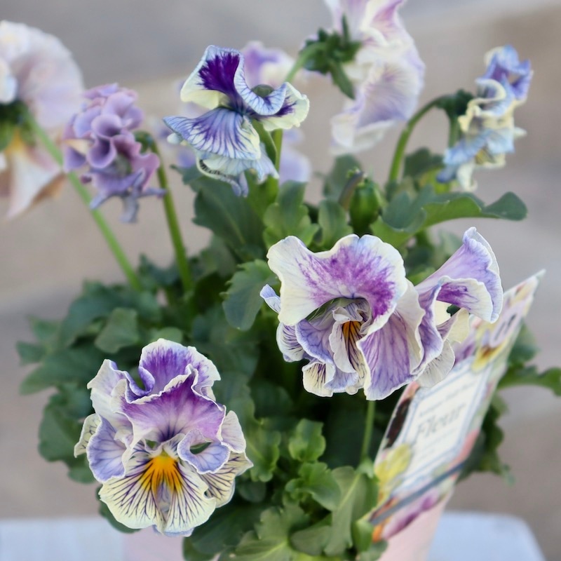 RYU【現品】R-gardenオリジナルフリルパンジーフルール①③④⑤⑥⑪ 画像の現品1点限り☆Rガーデンさんのアンティークフリルパンジー