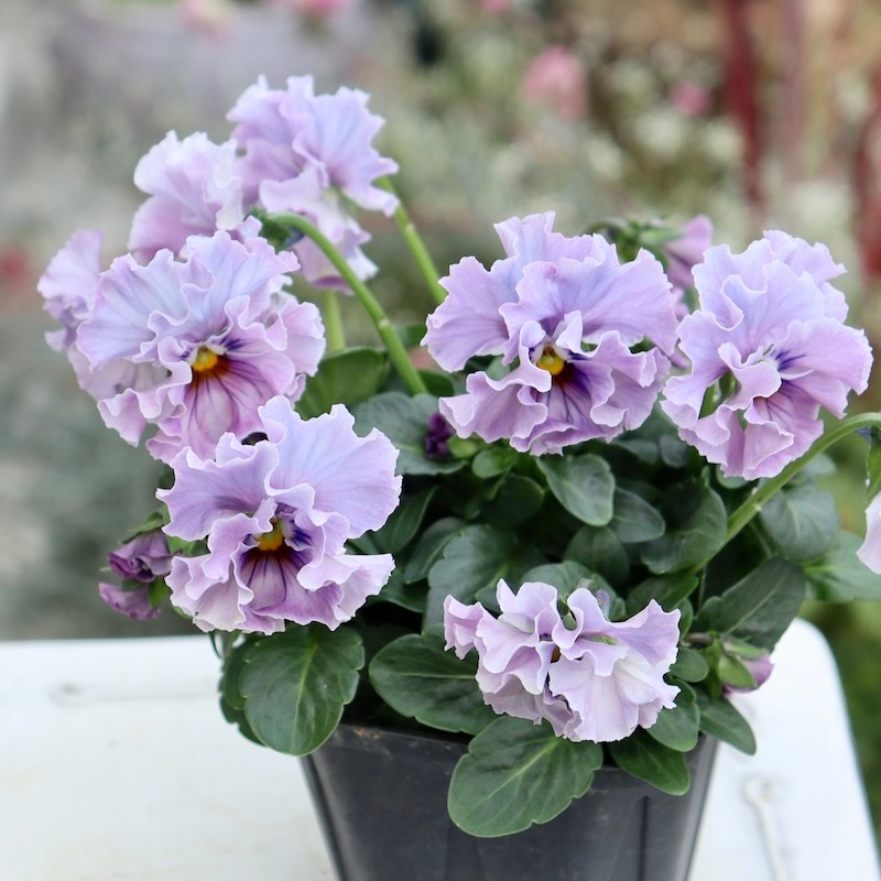 フェデネージュ パンジー 綺麗な水色〜パープル 画像の現品1点限り!! 超良株☆桂楓園さんのパンジー「フェデネージュ