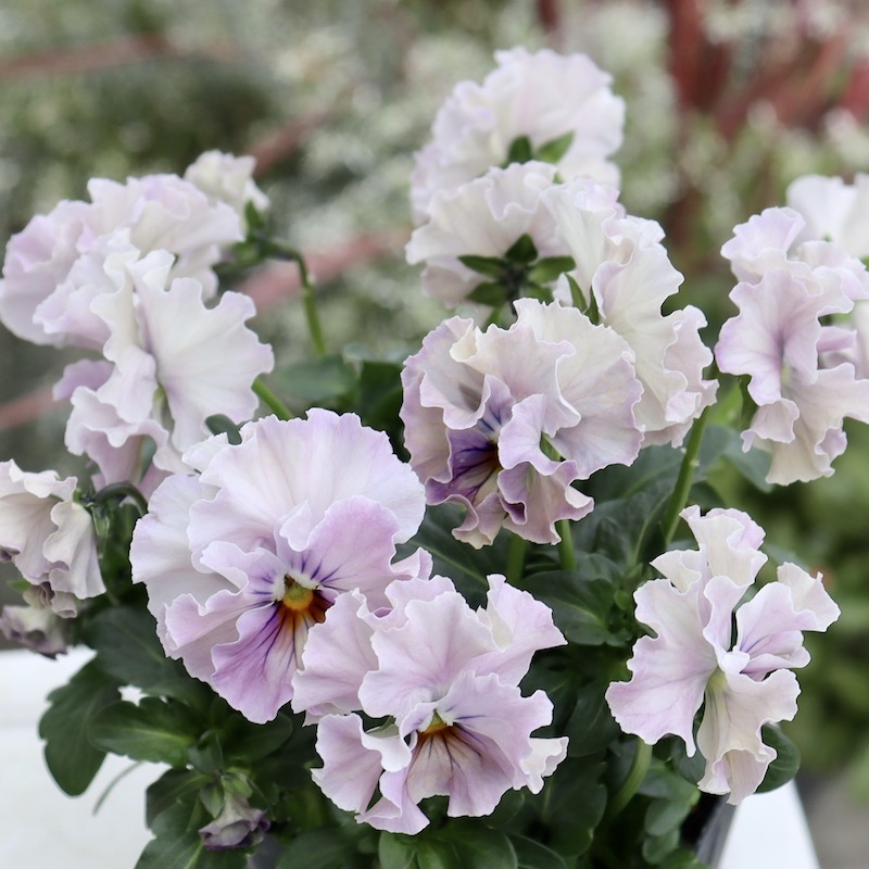 画像の現品1点限り!! 超良株☆桂楓園さんのパンジー「フェデネージュ