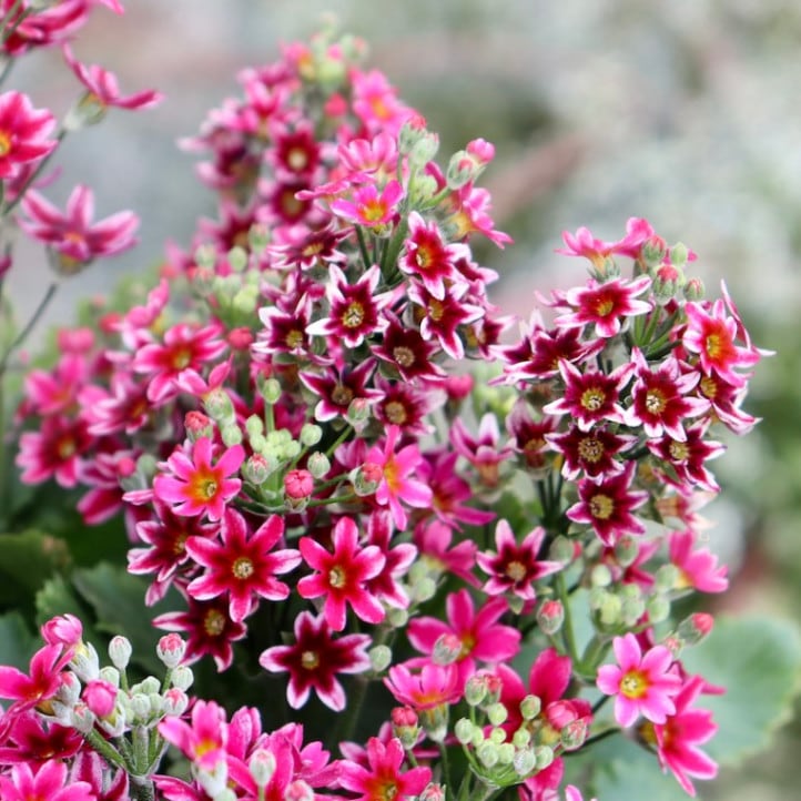 画像で花色を選べる!!松野さんの変わり咲き桜草☆23-02番(3.5号ポット)