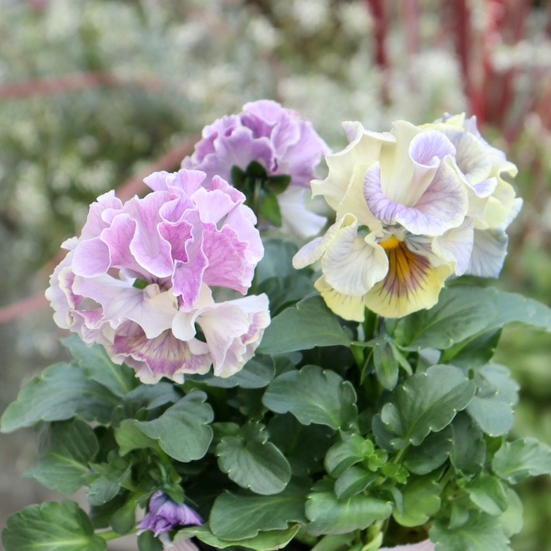 画像の現品1点限り☆Rガーデンさんのアンティークフリルパンジー