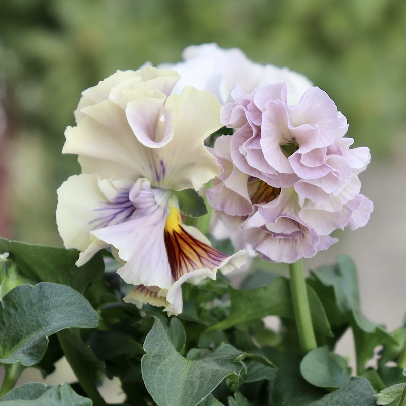 アンティークフリルパンジー・フルール 画像の現品1点限り☆Rガーデンさんのアンティークフリルパンジー