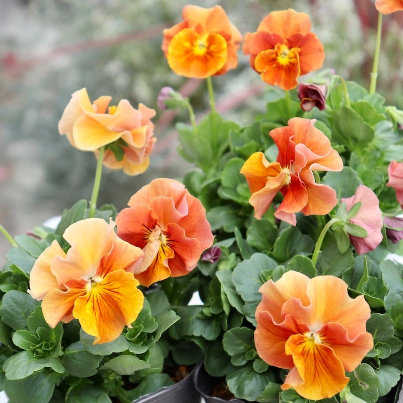 画像で花色を選べる!!うえたビオラ「サンピラー」1番