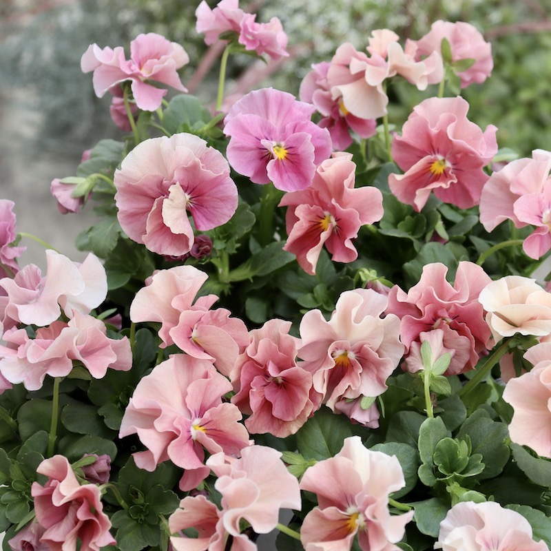 画像で花色を選べる!!うえたビオラ「サンピラー」2番