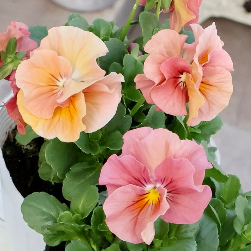 画像で花色を選べる!!うえたビオラ「サンピラー」3番