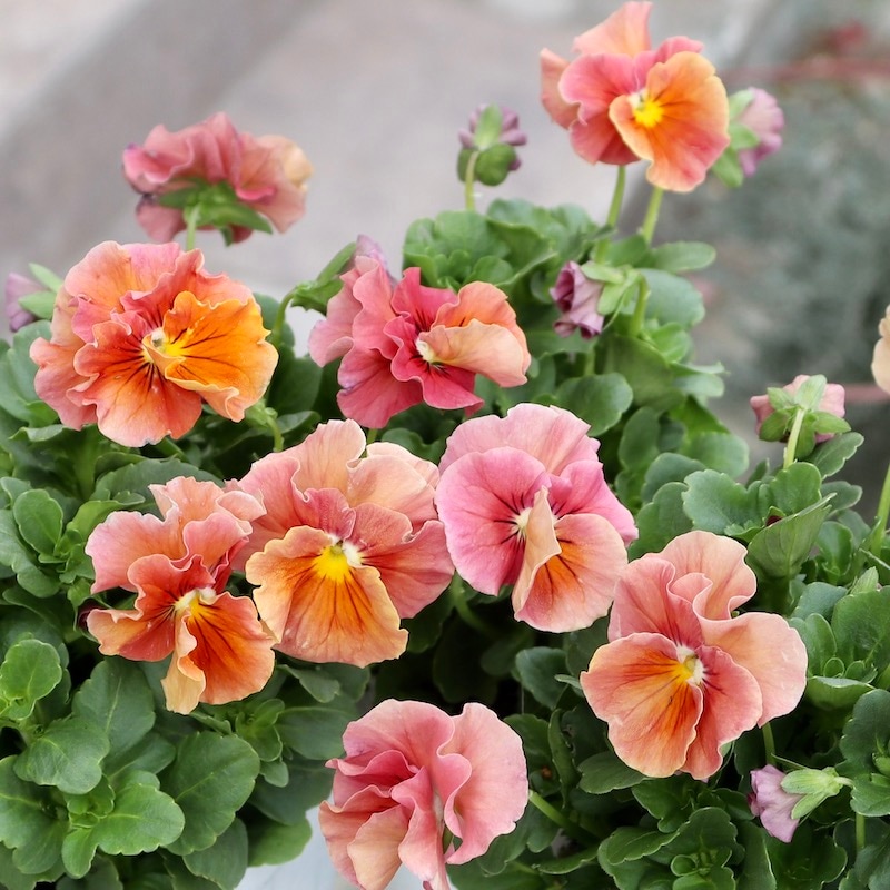 画像で花色を選べる!!うえたビオラ「サンピラー」3番