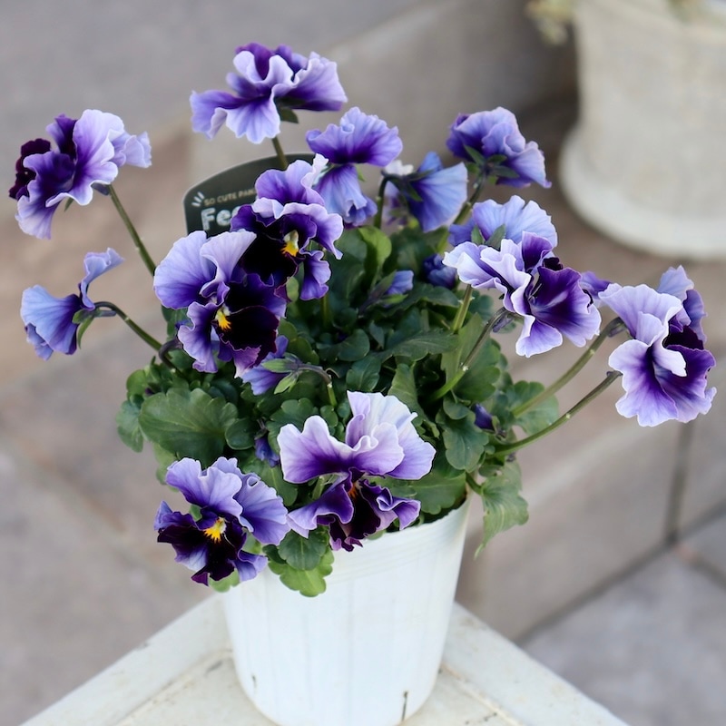 画像の現品1点限り!! 超良株☆桂楓園さんのパンジー「フェデネージュ