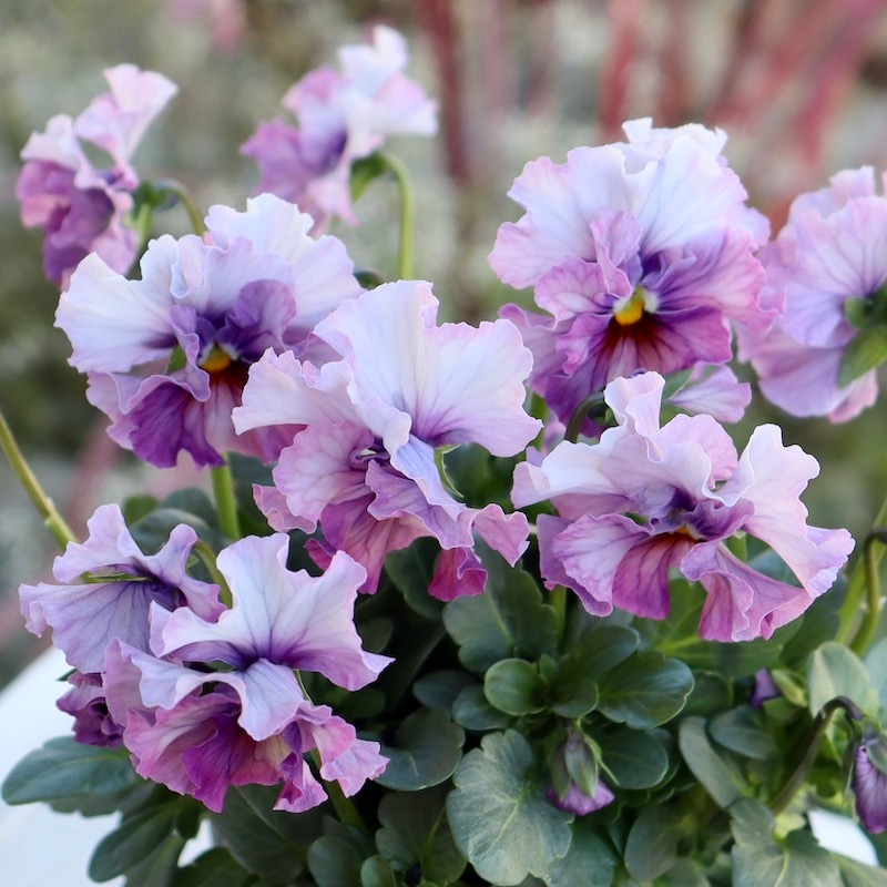 R*U様 桂風園✳︎パンジーフェデネージュ金縁ブルービオラフリルパンジー