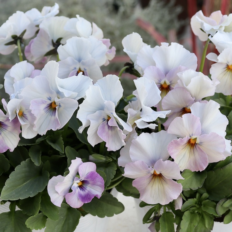 画像で花色を選べる!!花日和さんのフリル咲き小輪パンジー「ペルクレア