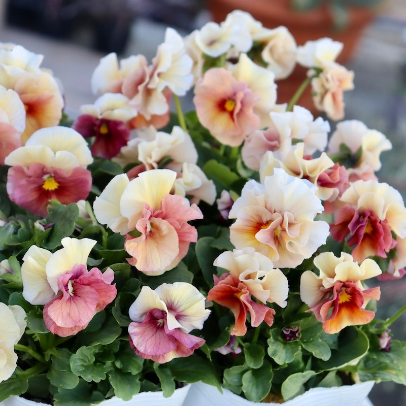 画像で花色を選べる!! うえたビオラ 2023年度試験品種〈1-4〉