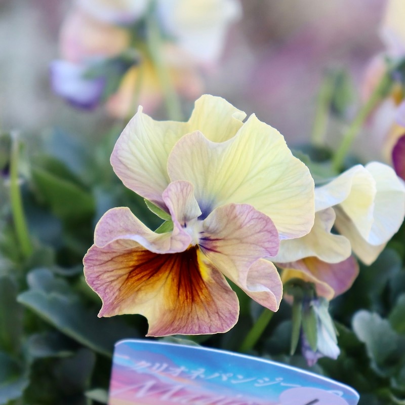 画像の現品1点限り!! 超良株☆桂楓園さんのクリオネパンジー「マジック