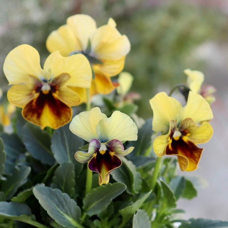 マジックアワー　パンジー 画像の現品1点限り!! 超良株☆桂楓園さんのクリオネパンジー「マジック