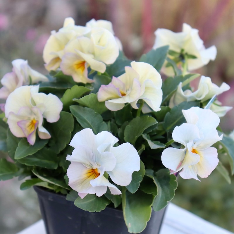 植物（花苗・鉢物）をハ行から選ぶ｜ネット通販ショップ～風散歩～