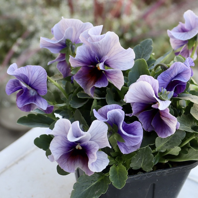 画像の現品1点限り!! 超良株☆桂楓園さんのクリオネパンジー「マジック