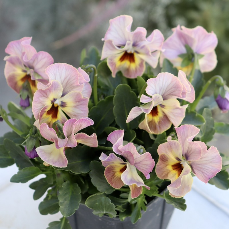 画像の現品1点限り!! 超良株☆桂楓園さんのクリオネパンジー「マジック