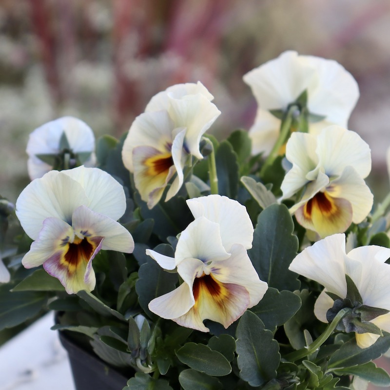 画像の現品1点限り!! 超良株☆桂楓園さんのクリオネパンジー「マジック