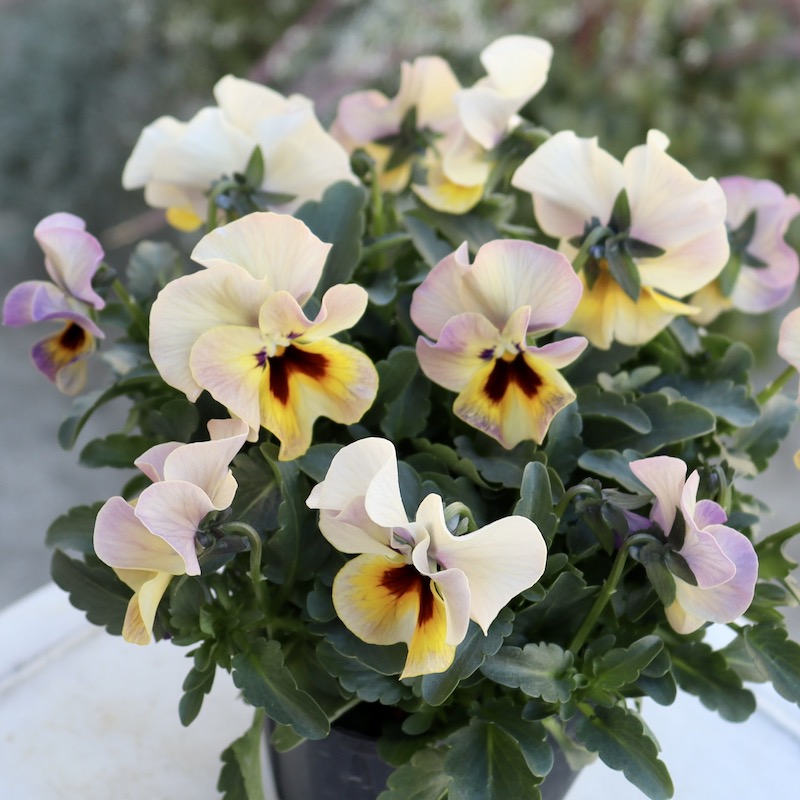 画像の現品1点限り!! 超良株☆桂楓園さんのクリオネパンジー「マジック