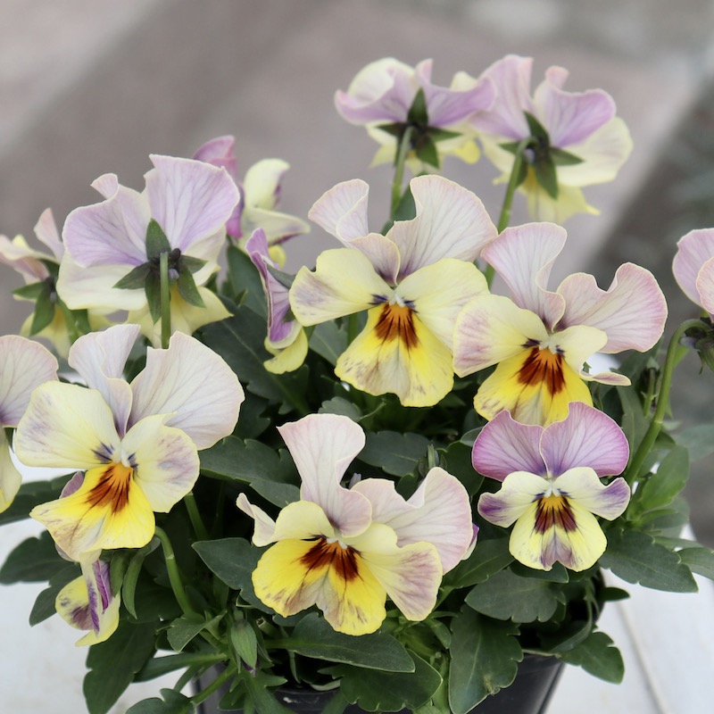 画像の現品1点限り!! 超良株☆桂楓園さんのクリオネパンジー「マジック