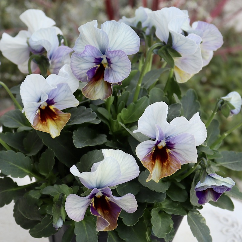 画像の現品1点限り!! 超良株☆桂楓園さんのクリオネパンジー「マジック