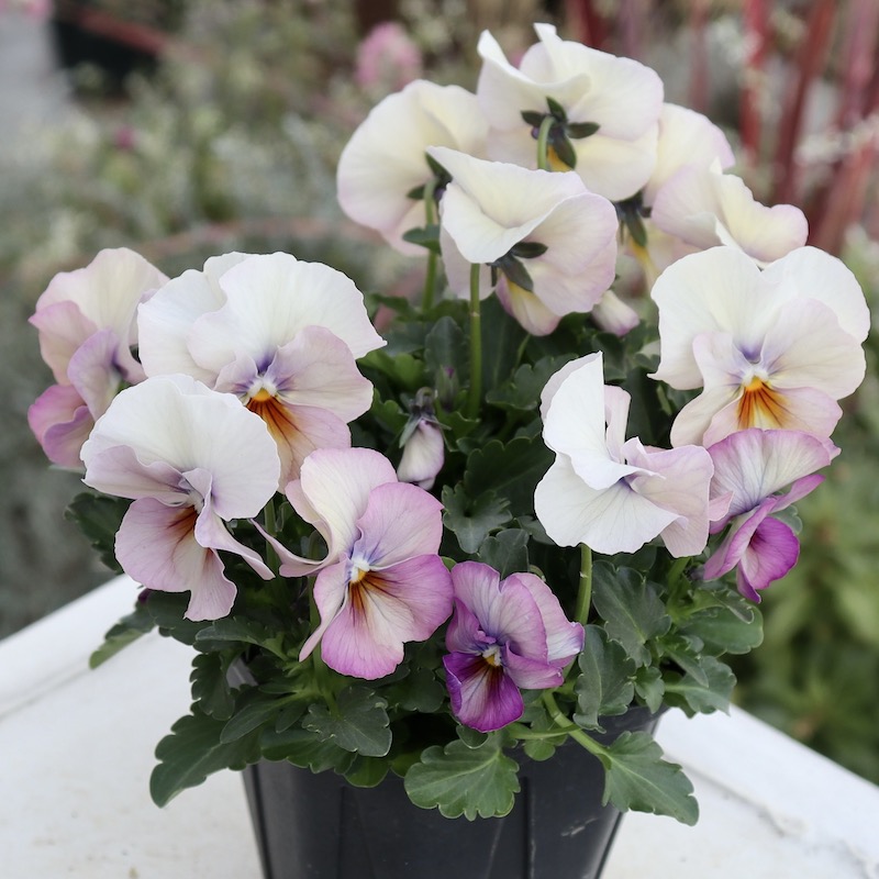 画像の現品1点限り!! 超良株☆桂楓園さんのクリオネパンジー「マジック