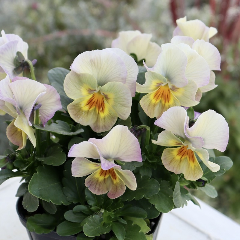 画像の現品1点限り!! 超良株☆桂楓園さんのクリオネパンジー「マジック