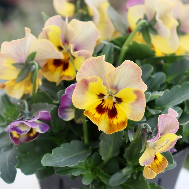 画像の現品1点限り!! 超良株☆桂楓園さんのクリオネパンジー「マジック