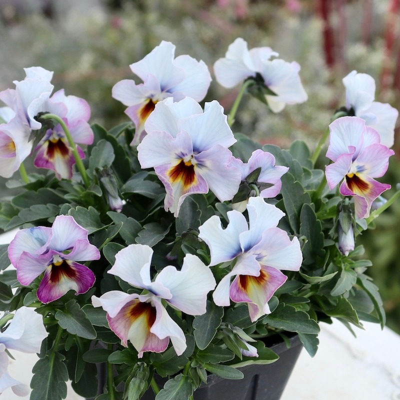 画像の現品1点限り!! 超良株☆桂楓園さんのクリオネパンジー「マジック