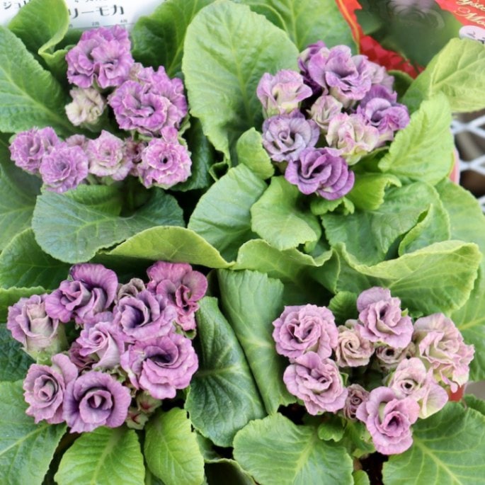 画像で花色を選べる!! バラ咲きプリムラ・ジュリアン「ミステリーモカ」23番