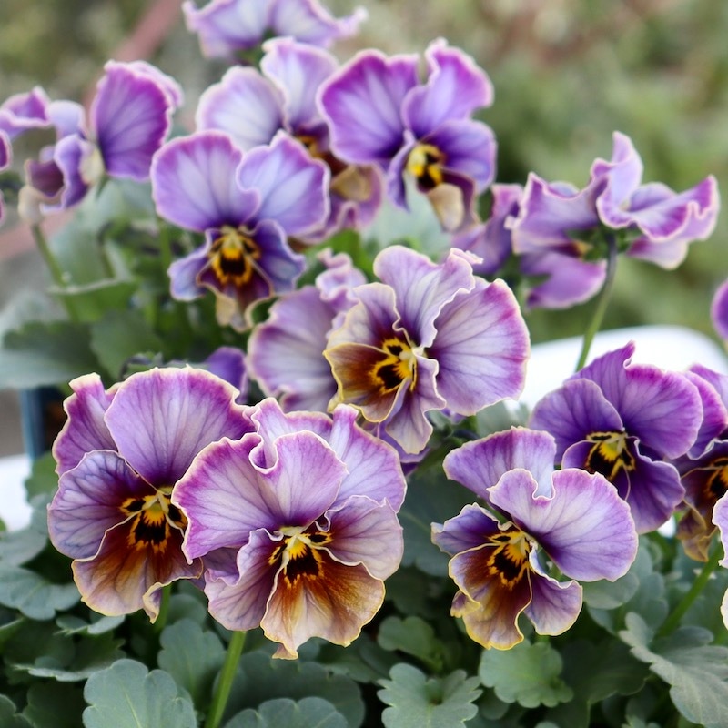 画像で花色を選べる!!サトウ園芸さんのビオラ・ヌーヴェルヴァーグ「ラピスラズリ」<3番>