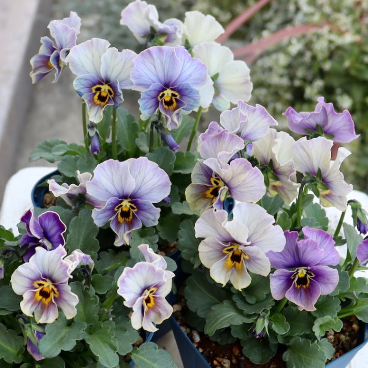 ヌーヴェルヴァーグ・ラピスラズリ 画像で花色を選べる!!サトウ園芸さんのビオラ・ヌーヴェルヴァーグ