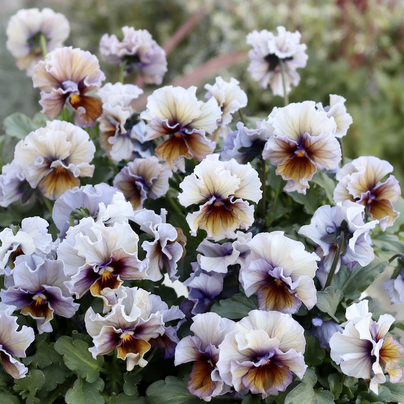 画像で花色を選べる!!サトウ園芸さんのビオラ・ヌーヴェルヴァーグ