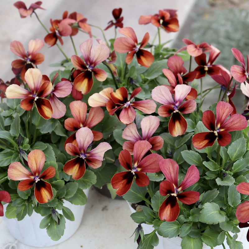 画像で花弁の色・形を選べる!!うえたビオラ「パピヨンワールド」224番