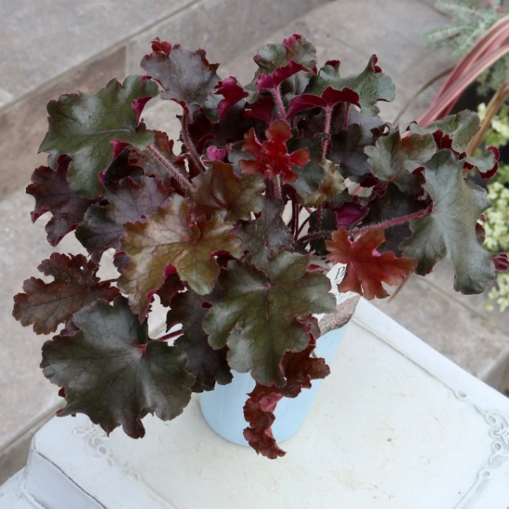 『toshi』バジュラ（ドルチェ）