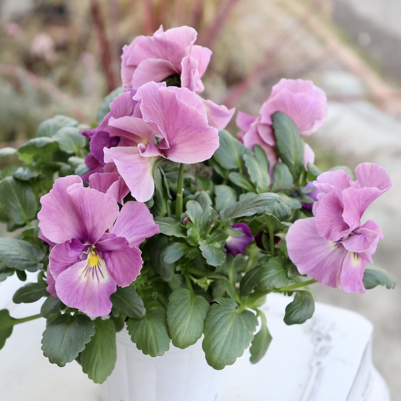 画像の現品1点限り☆八重咲きパンジー「ルナ・ドゥーブル」3番