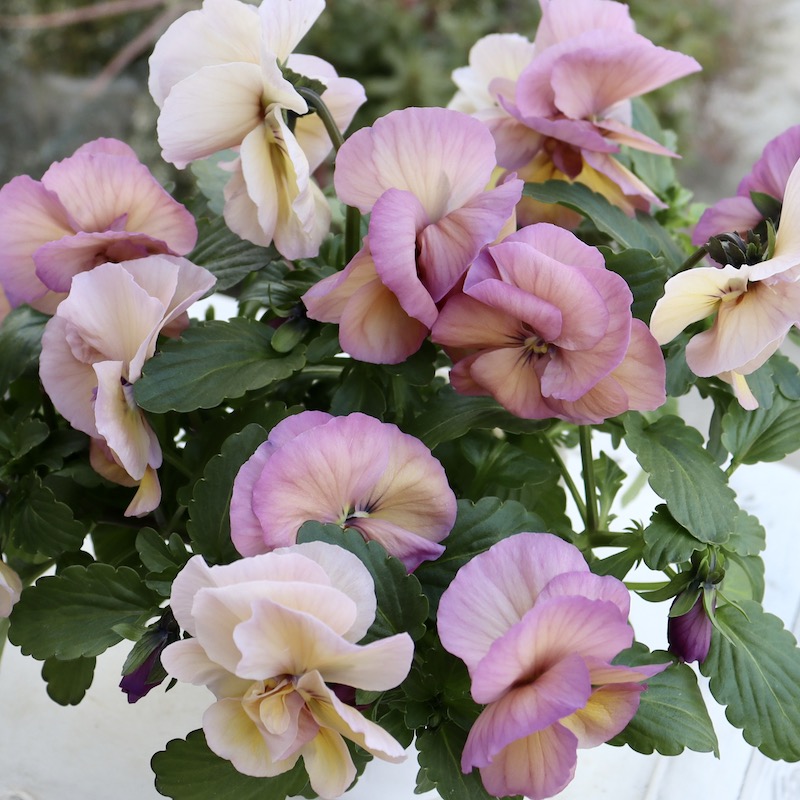 画像の現品1点限り☆八重咲きパンジー「ルナ・ドゥーブル」5番