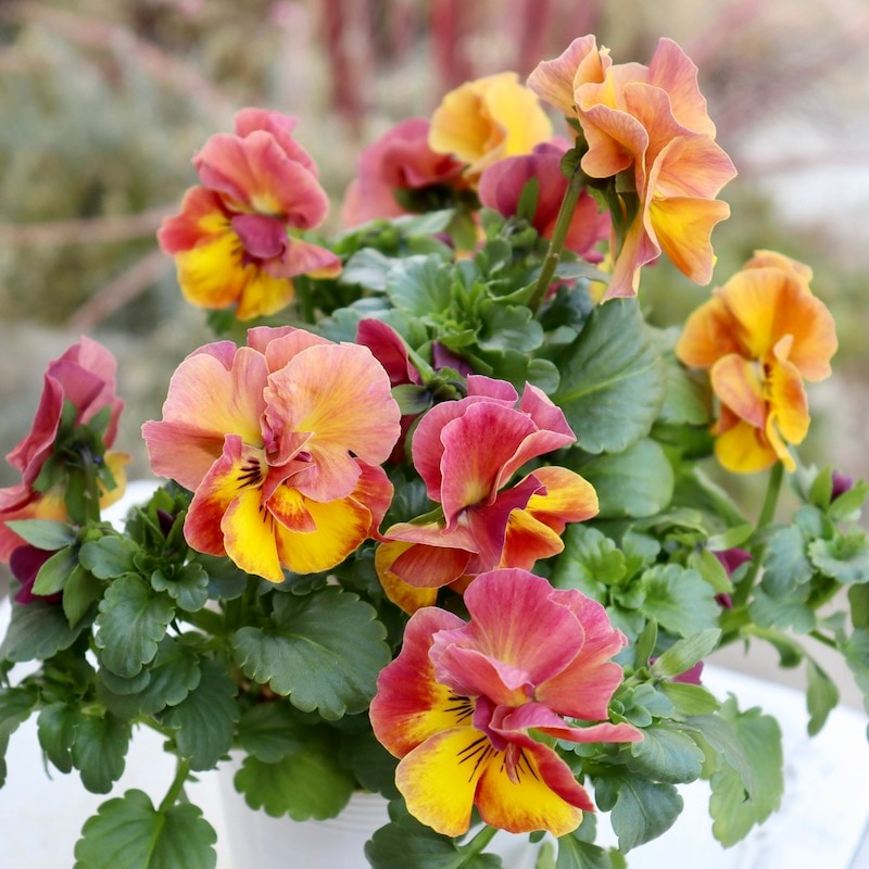 画像の現品1点限り☆八重咲きパンジー「ルナ・ドゥーブル」6番