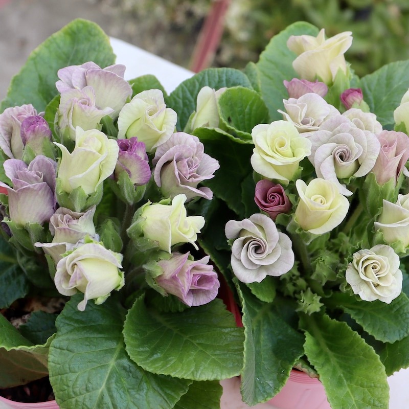 バラ咲きプリムラ・ジュリアン「ミステリーモカ」24番